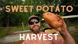 Harvesting Enough Sweet Potatoes for the ENTIRE YEAR!