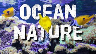 Nature Of The Ocean 4K