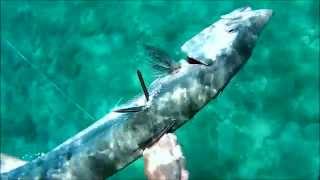 Spearfishing palm beach 7-16-2014