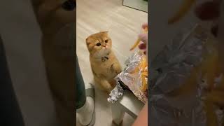 Ama kıyılmaz ki 🤧 #shorts #viral #tiktok #cute #cat #cats #funny #komik #kedi #funnyvideo #keşfet