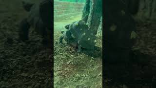 Сношение черепах) #черепахи #животные #зоопарк #зоопаркмосква #shortvideo #zoo