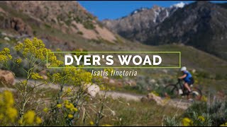 Dyer's Woad