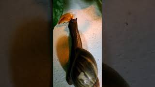 snail asmr movement #shorts