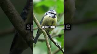 5 Secrets Mystérieux sur La Mésange bleue!  #animals #video #animaux #birds