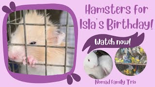 Hamsters for Isla’s Birthday!