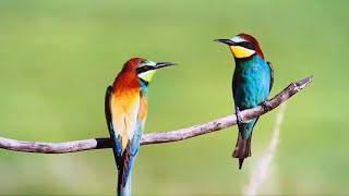 European bee-eater, bird with dynamic appearance, a pure state taken over by the ego of the mind