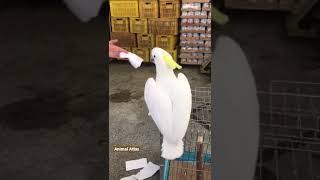 Dancing parrot 🦜|| Talking parrot || Fun with Parrot🦜#shorts #parrot #parrottalking