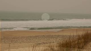 Cohérence cardiaque - La plage en hiver saupoudrée de bécasseaux sanderling