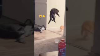 Adorable Kittens Doing Hilarious Tricks🤣🤣.      #cat #cutecat #kitten #shortvideos #funnyvideo