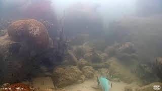 Yellowtail Parrotfish Enjoying Mangrove Pods