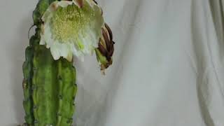 Cereus repandus flowering timelapse