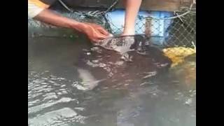 feeding aggressive stingray fish without getting hurt