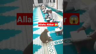 Monkey Listing Quran 😱 | Allahu Akbar | #shorts #viral #shortsfeed #trending