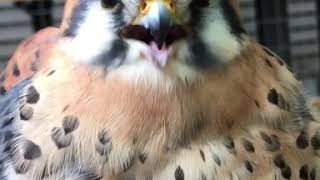 Ridiculously cute baby kestrel. | LadDog