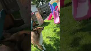 Mad dog #doge #dog #cat #shortvideo