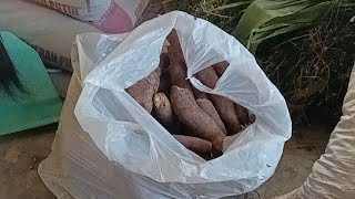 Kupas Singkong buat Proses pembuatan kerupuk singkong