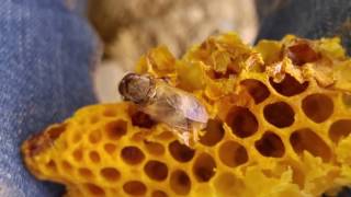 Drone Hatching with Varroa.