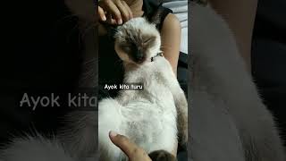 ayok kita turu #kucing #kucingsiam #siamesecat #cats