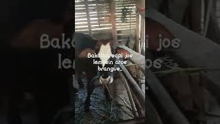 Pedetan Brangus silangan lemosin Calon sapi besar @mas gentong farm