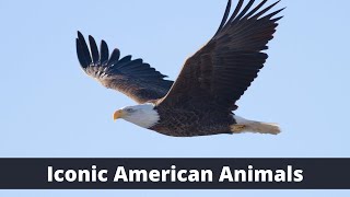 5 Iconic American Animals