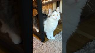 Hennis Lieblingsmäuschen 🐭😻😹lustige Katzenvideos 😻 #shorts #cats