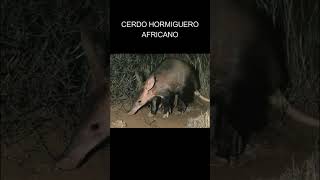 Oricteropo el Cerdo Hormiguero Africano