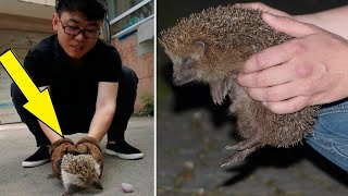 Il a trouvé un hérisson et l'a ramené à la maison : le lendemain matin, une surprise l'attendait !