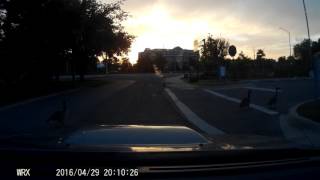 birds take their time crossing the road