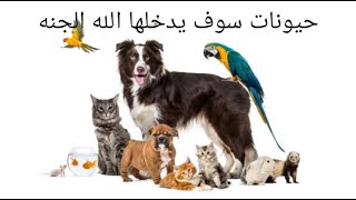 حيونات سوف يدخلها الله الجنه