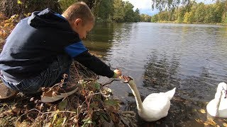 Прогулка в дендропарк Тростянец. Лебеди. Ранняя осень 2019