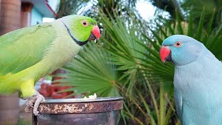 Our Blue Ringneck Parrot | Natural Parrot Chirping Sounds and Voices