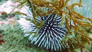 Buceo Pedra Cabalo - Ria de Pontevedra