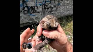 5 DAY OLD kittens rescued!  Who is capable of such evil, even during RAMADHAN?