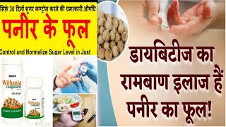 Diabetes में पनीर फूल //पनीर डोडा // डायबिटीज-मधुमेह को हमेशा दूर रखे.//Best  Homoeopathic Medicine.