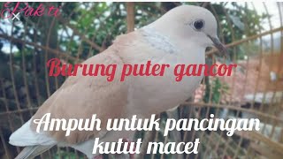 burung puter gancor..... dijamin 100% untuk masteran ...