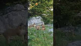 Lynx with 3 cubs / Lynx avec 3 jeunes #wildlife #nature #suisse #lynx