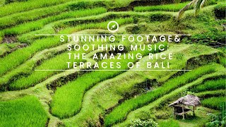 Terraced Rice Fields, Bali, Indonesia