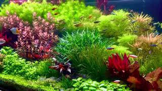 Aquatic plants tank