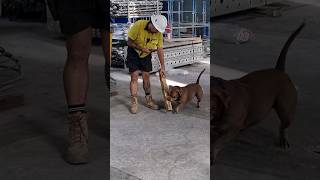 Meet Tank the only dog...! in construction in Brisbane get the Dog...