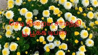 செடி நிறைய சாமந்தி பூ பூக்க சின்ன tips