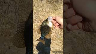 crappie mayhem season 1 episode 1