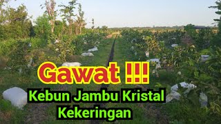 Review Kebun Jambu Kristal Usia 8 Bulan