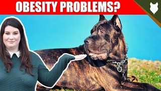 DO CANE CORSO HAVE OBESITY PROBLEMS?