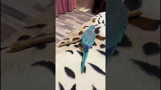 🦜🐶Попугай, собака и общая палочка , parrot, dog and common wand🦜🐕