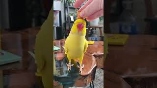 Talking Indian Ringneck Parrot Greeting Baby Parrot | Funny Dancing And Talking Parrot 🦜🦜🦜