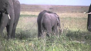 Young Elephants Playing