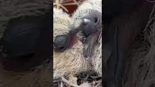 Cute Baby Chicks Found Snuggling in Nest!  #wildlife #cute #funny #baby #animals #birds #succulent