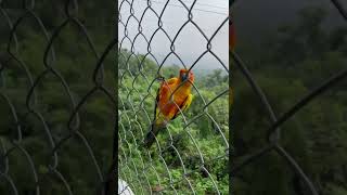 Sun conure playing