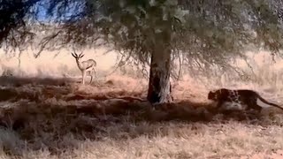 leopard attacks gazelle. #leopard #gazelle