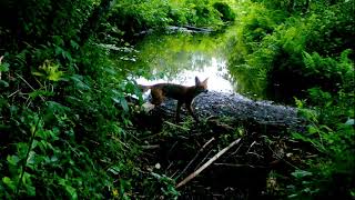 Two foxes chilling